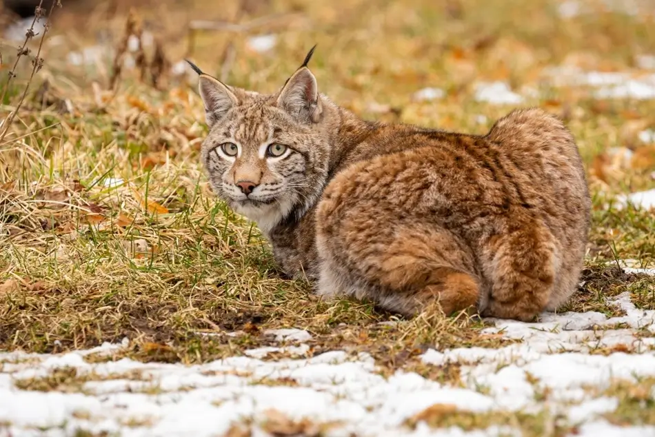 Wildtierrisiko in Albanien